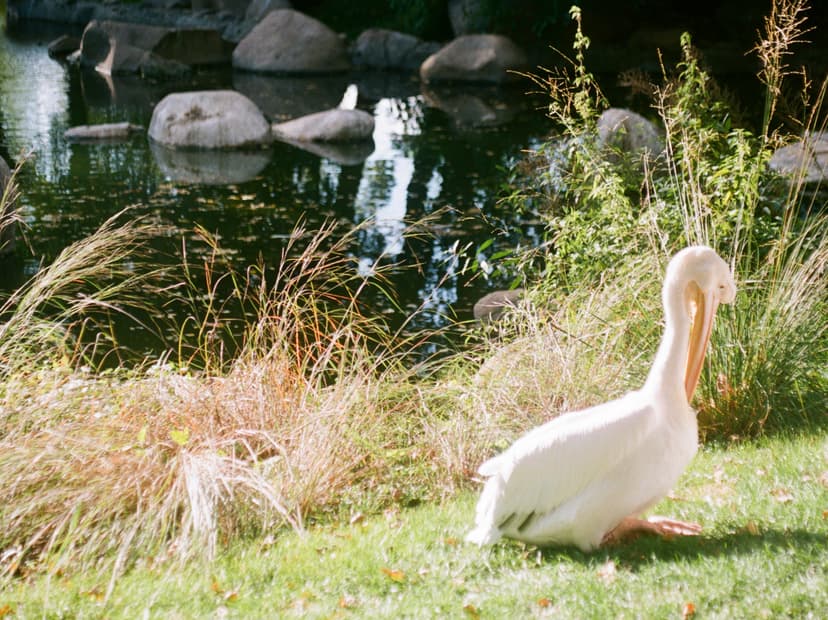 Page animals - image №9