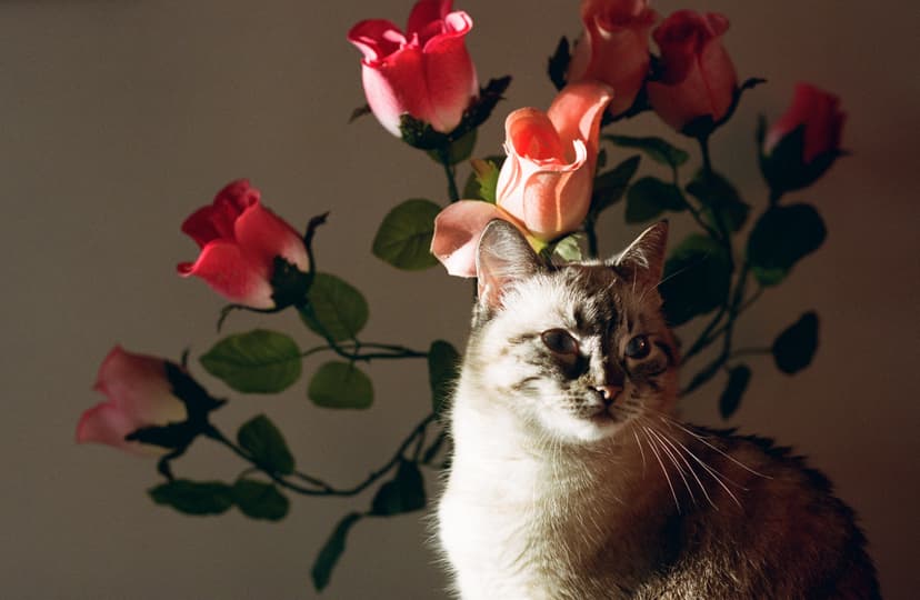 Page animals - image №10