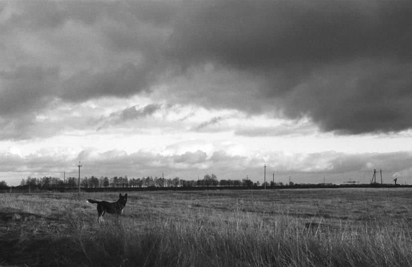 Page animals - image №11