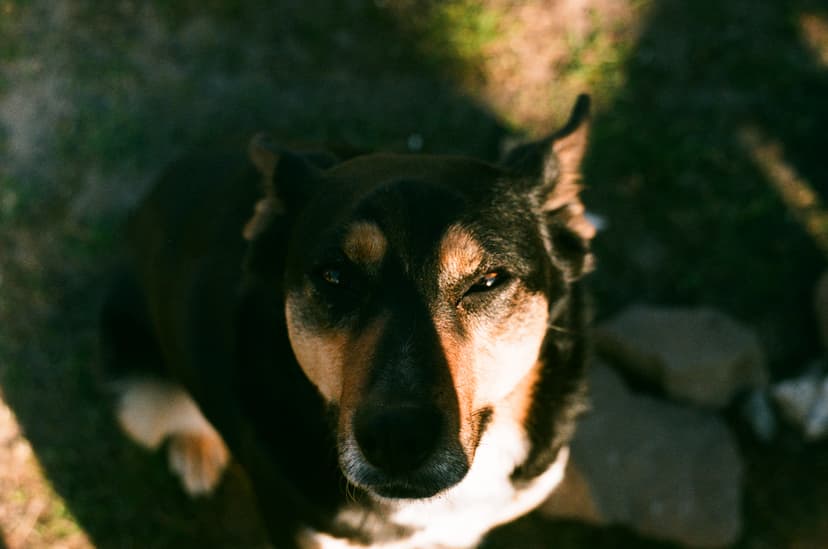 Page animals - image №1