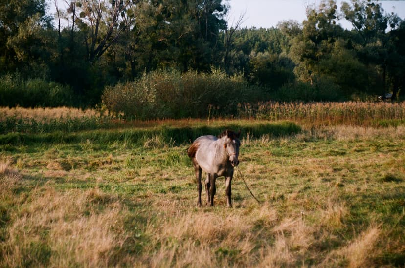 Page animals - image №0