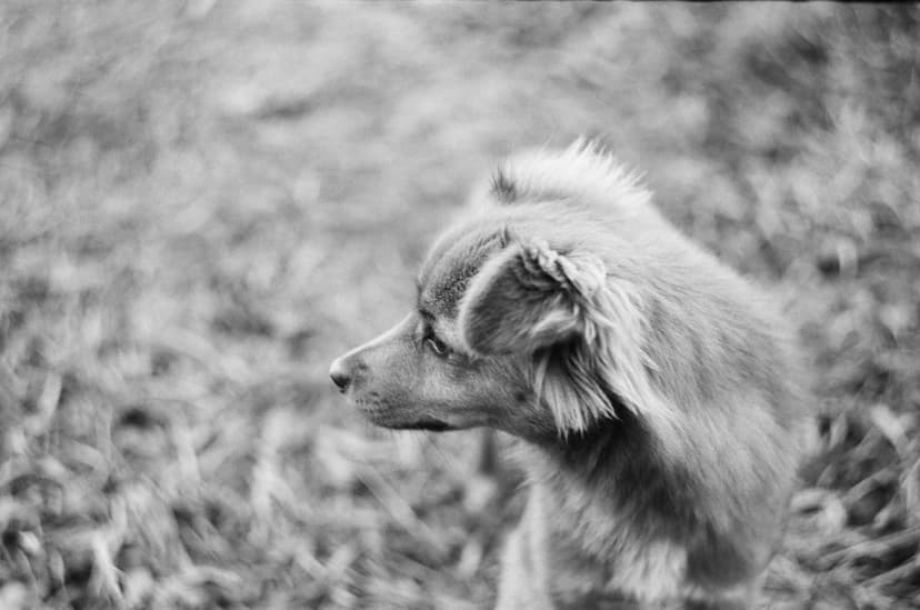 Page animals - image №3