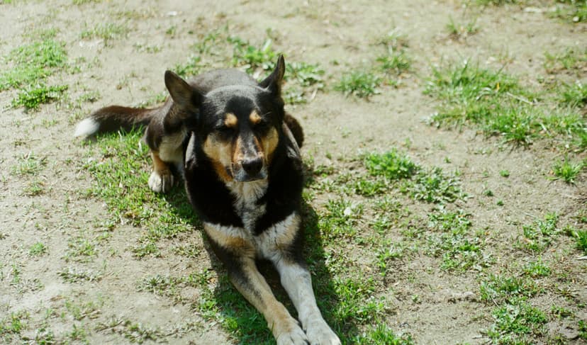 Page animals - image №4