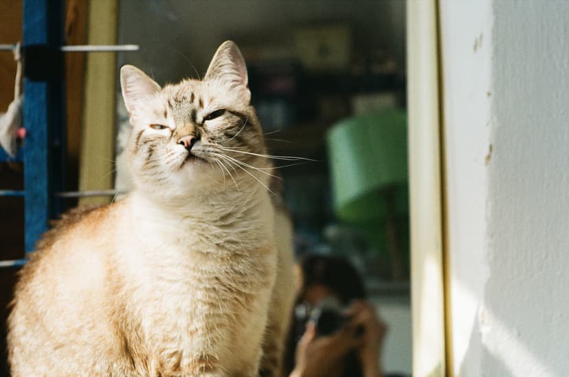 Page animals - image №6