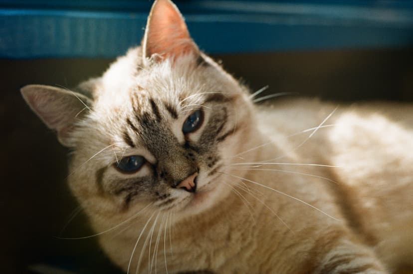 Page animals - image №5