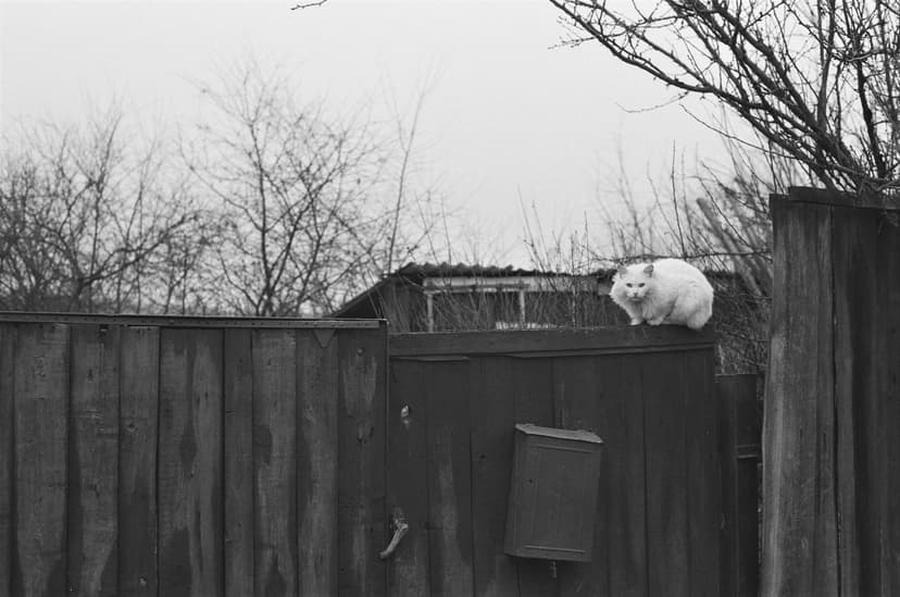 Page animals - image №7