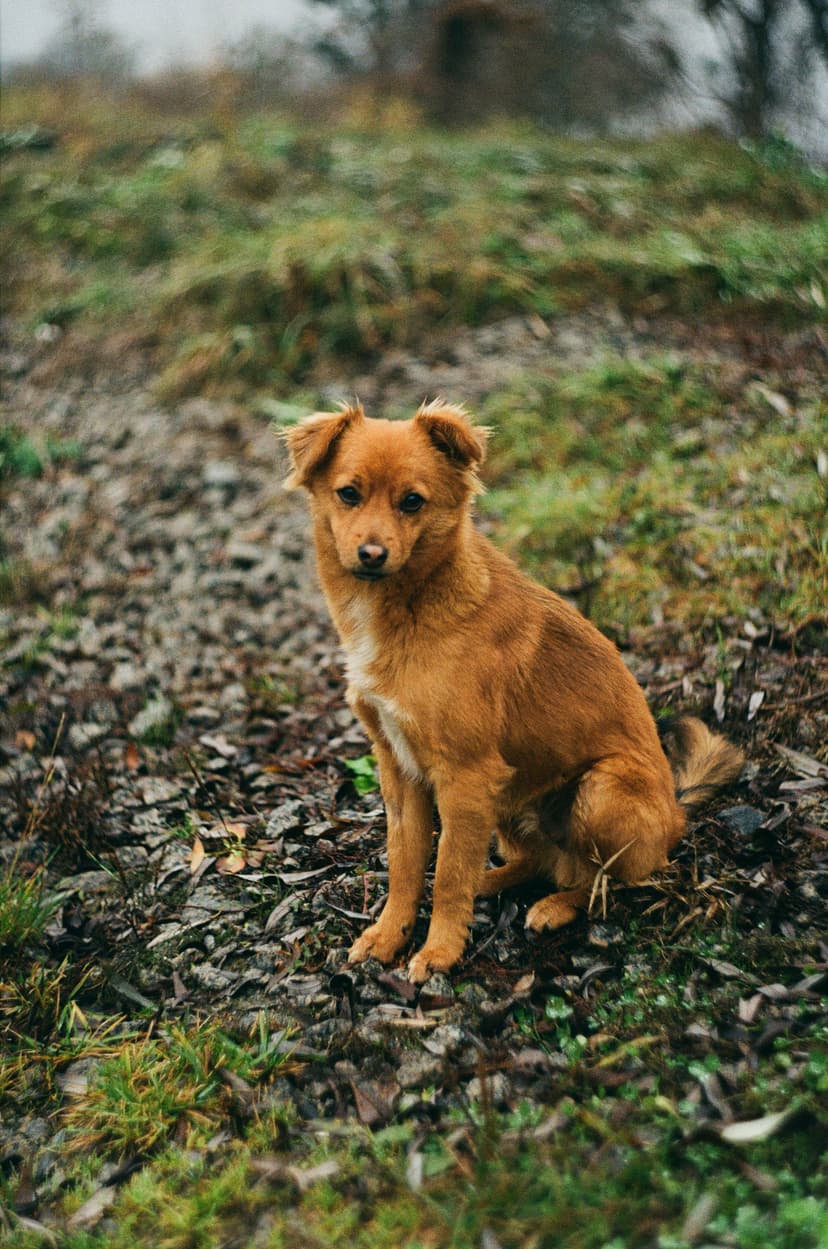 Page animals - image №2