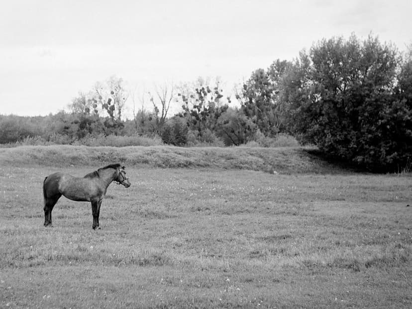 Page animals - image №8