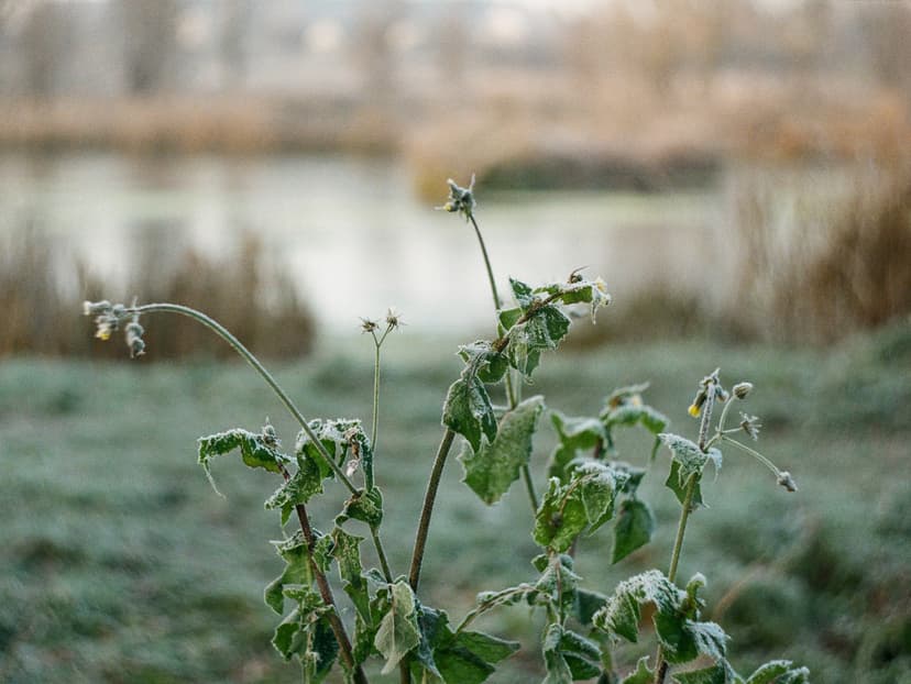 Page plants - image №12