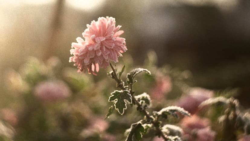 Page plants - image №13