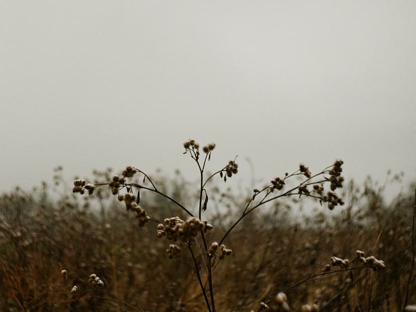 Page plants - image №14