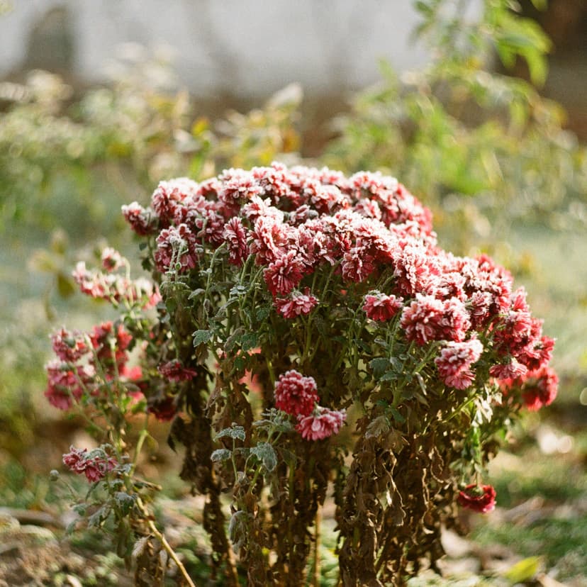 Page plants - image №15