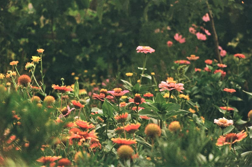 Page plants - image №0