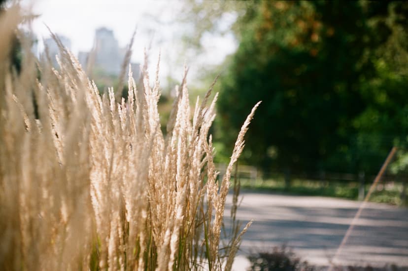 Page plants - image №1