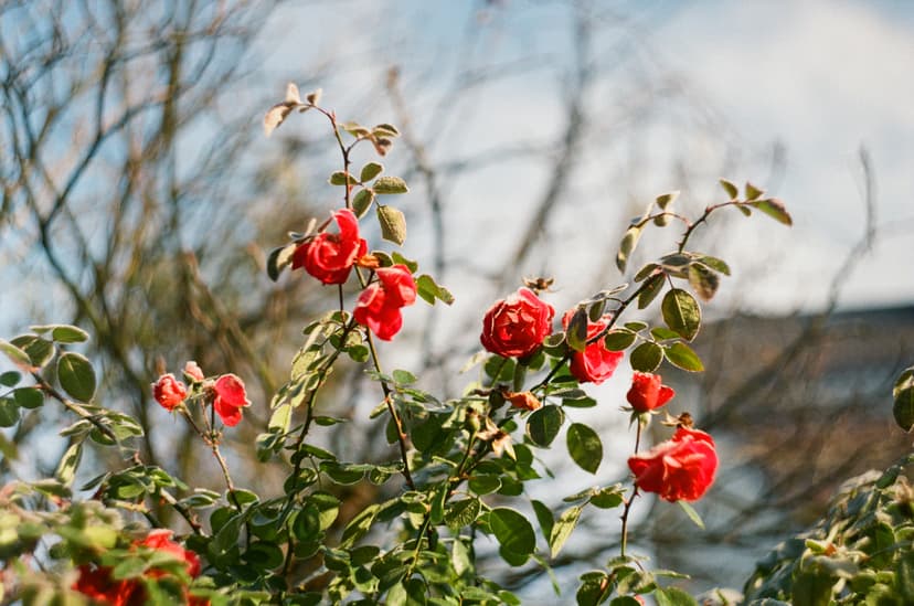 Page plants - image №2