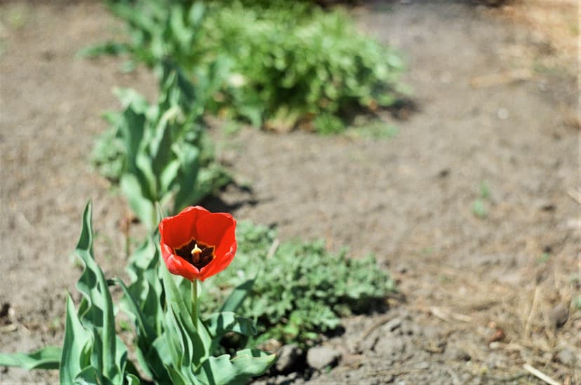 Page plants - image №4