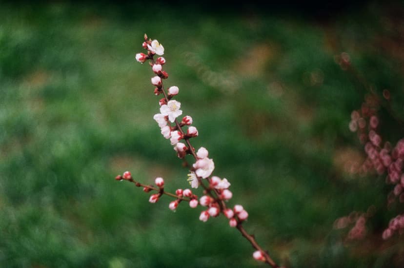 Page plants - image №3