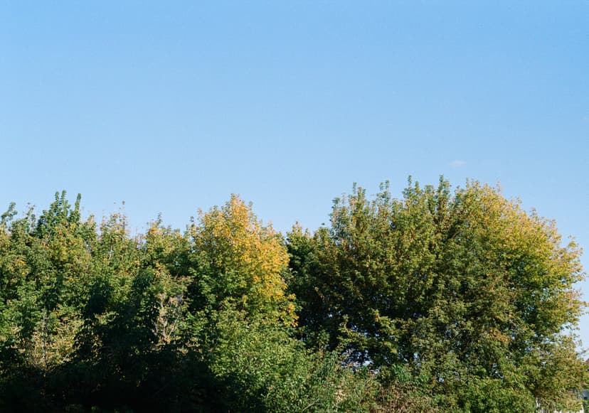 Page plants - image №6