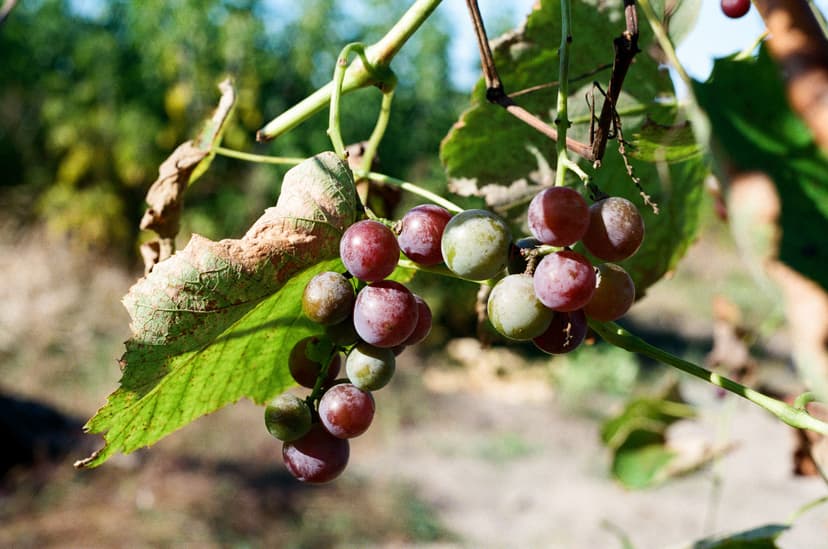 Page plants - image №7