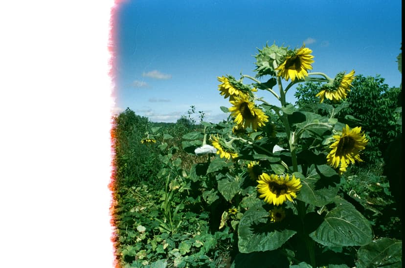 Page plants - image №5