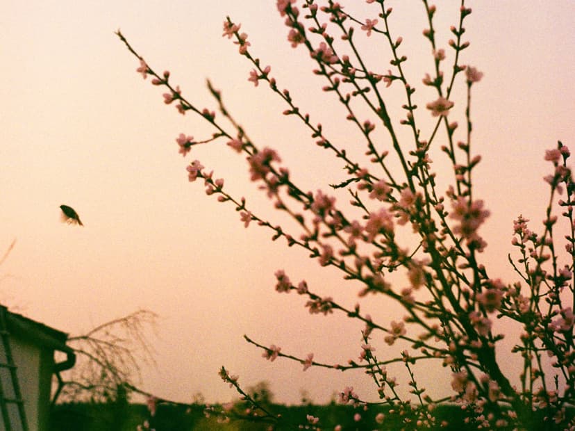 Page plants - image №10