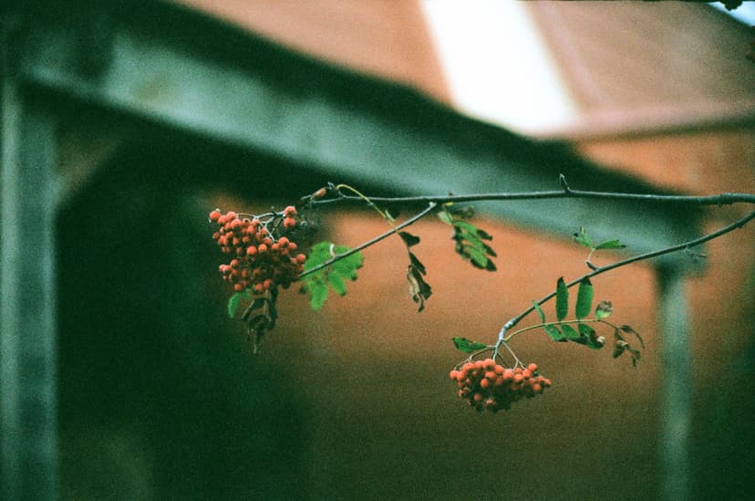 Page plants - image №11