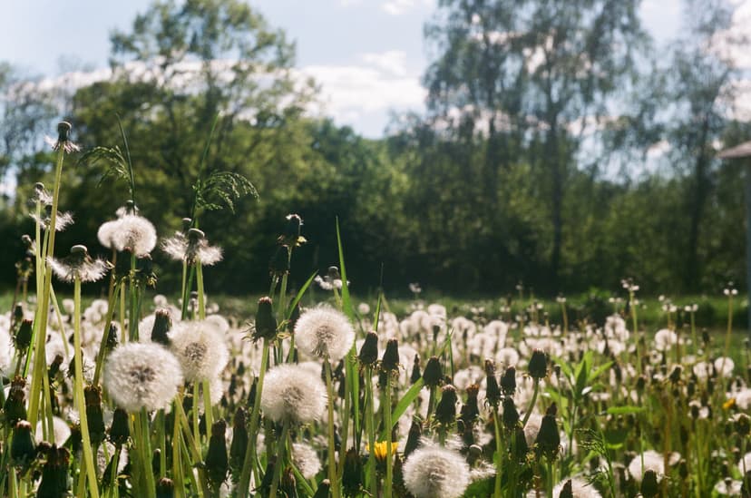 Page plants - image №9