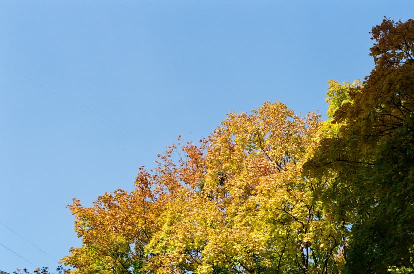 Page plants - image №8